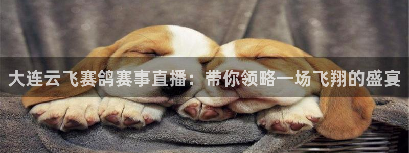 搜球吧8直播免费观看：大连云飞赛鸽赛事直播：带你领略一场飞翔的盛宴